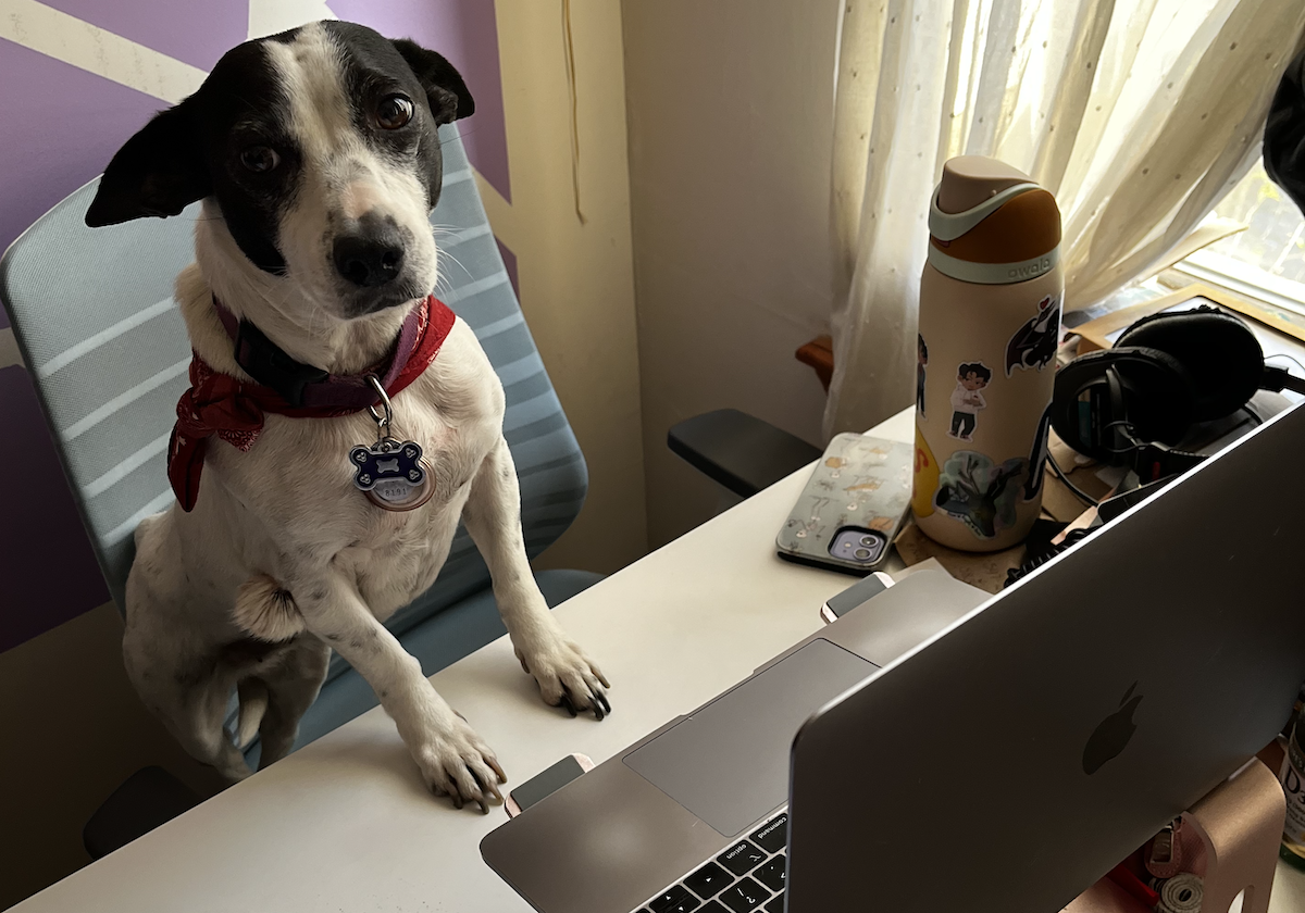 A dog with her paws up on a desk looking at a laptop computer