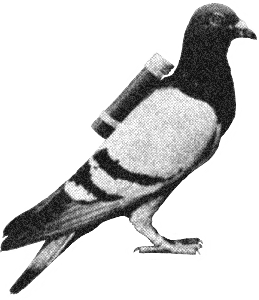 cg-report-2025__objects__pigeon a carrier pigeon