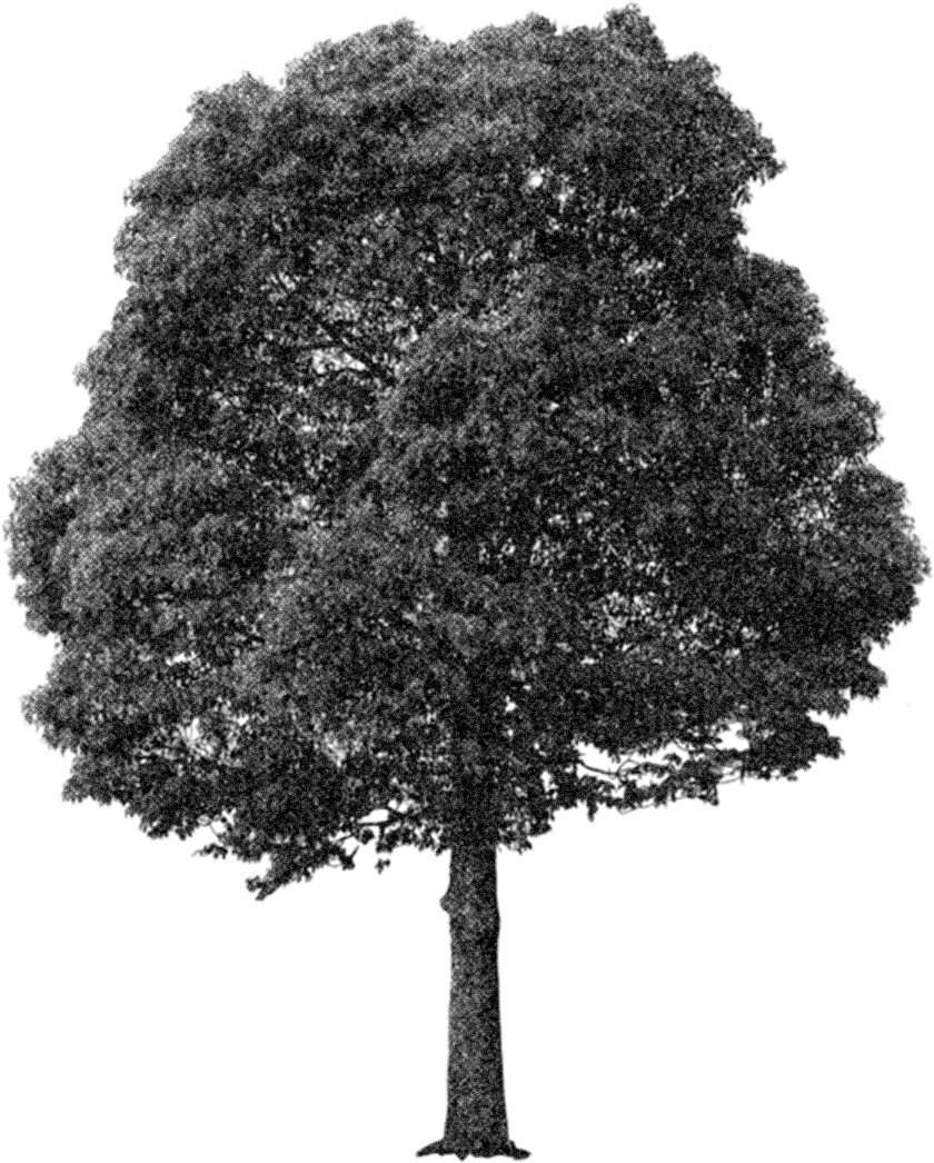 a tree